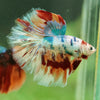 Galaxy/Candy Koi Halfmoon - 14 weeks old