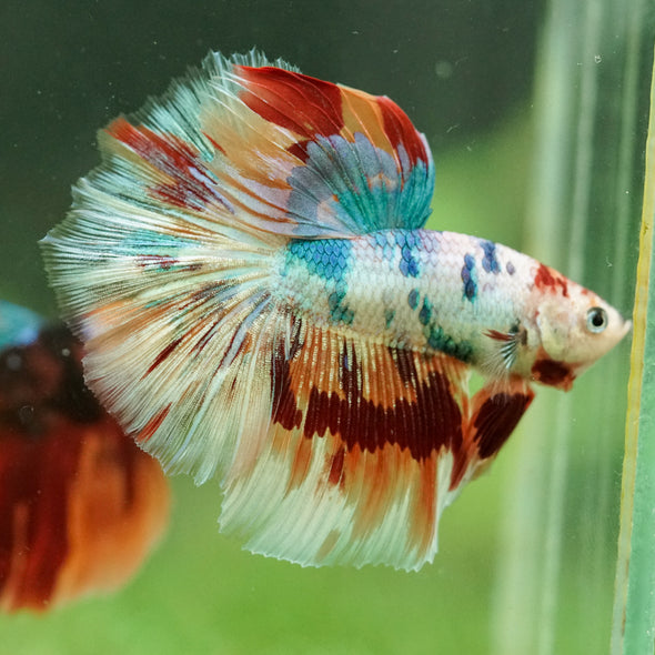 Galaxy/Candy Koi Halfmoon - 14 weeks old