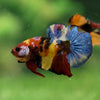 Multicolor/Galaxy Koi Plakat -13 weeks Old