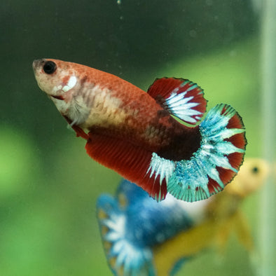 Red Fancy Plakat 13 Week Old- Female