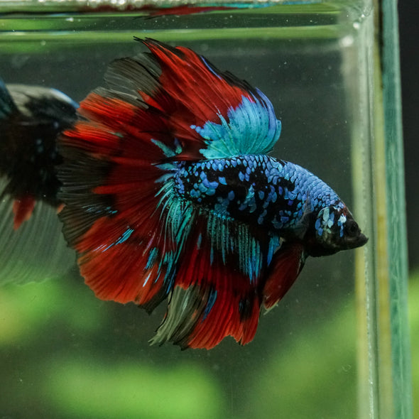 Black Base Galaxy Koi Halfmoon (Avatar) - 14 weeks old