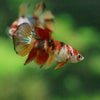 Multicolor/ Galaxy Koi Halfmoon- Female- 13 Weeks Old