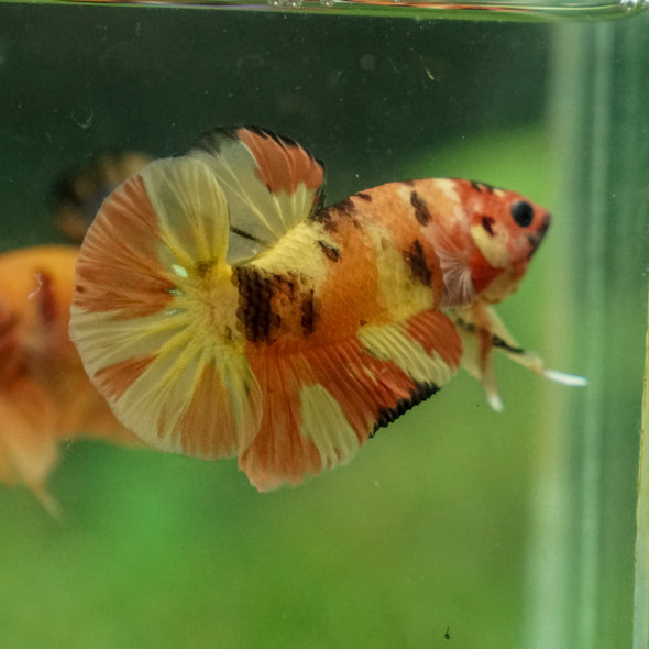 Multicolor/Galaxy Koi Plakat -13 weeks Old