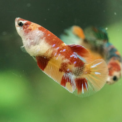 Multicolor/ Galaxy Koi Plakat- Female- 13 Weeks Old