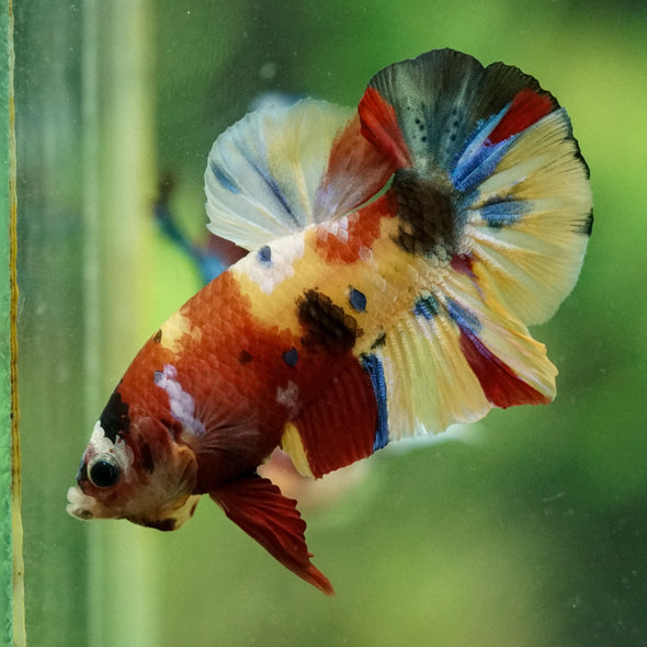 Multicolor/Galaxy Koi Plakat -15 weeks Old