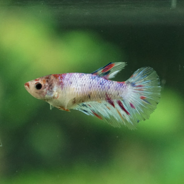 Multicolor/ Galaxy Koi Halfmoon- Female- 13 Weeks Old