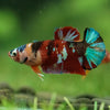 Multicolor/ Galaxy Koi Plakat- Female- 13 Weeks Old