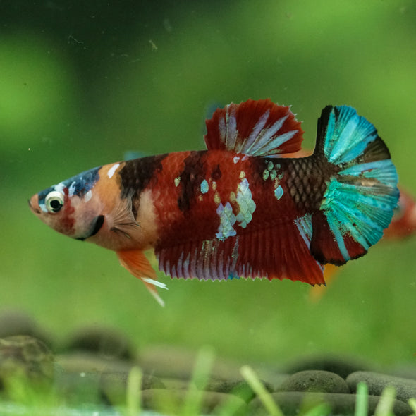 Multicolor/ Galaxy Koi Plakat- Female- 13 Weeks Old