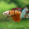 Multicolor/ Galaxy Koi Halfmoon- Female- 13 Weeks Old