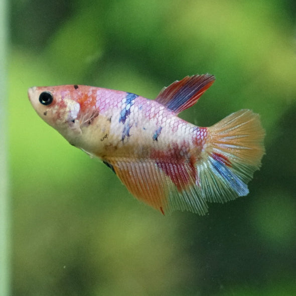 Multicolor/ Galaxy Koi Halfmoon- Female- 13 Weeks Old