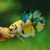 Multicolor/Galaxy Koi Plakat -16 weeks Old