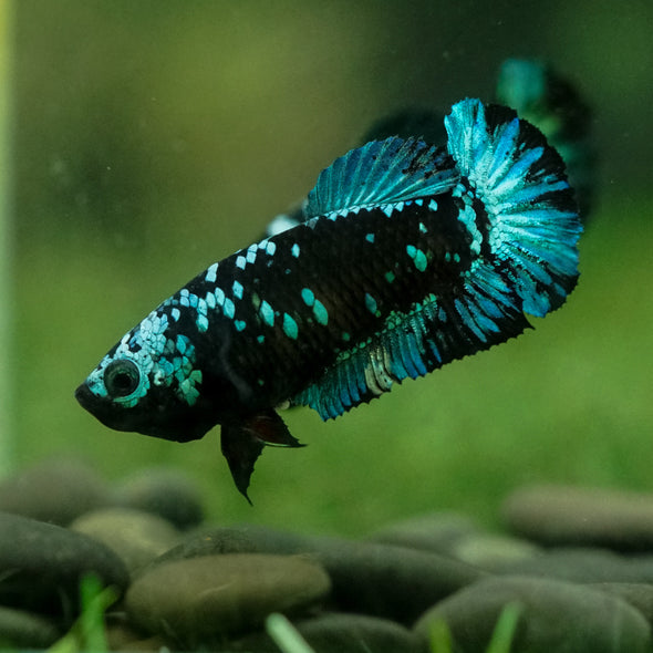 Black Galaxy Koi Plakat (Avatar) - Female- 13 Weeks Old