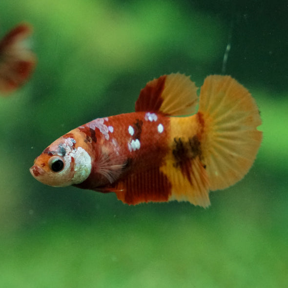 Multicolor/ Galaxy Koi Plakat - Female- 13 Weeks Old