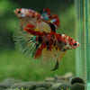 Galaxy Koi Halfmoon - 13 weeks old