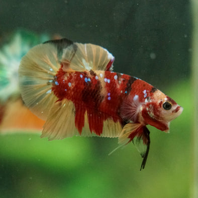 Multicolor/Galaxy Koi Plakat -16 weeks Old