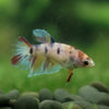 Multicolor/ Galaxy Koi Halfmoon - Female- 13 Weeks Old