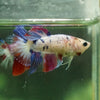 Multicolor/ Galaxy Koi Halfmoon - Female- 13 Weeks Old