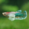 Candy Dumbo Plakat- Female- 13 Weeks Old