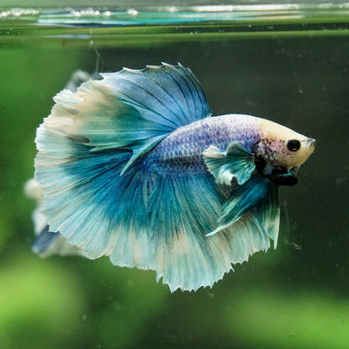 Dumbo Halfmoon - 12 weeks old