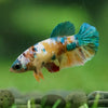 Multicolor/ Galaxy Koi Plakat- Female- 13 Weeks Old
