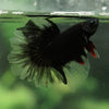 Black Base Galaxy Koi Halfmoon (Avatar) - 14 weeks old