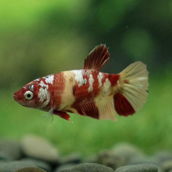 Multicolor/ Galaxy Koi Plakat- Female- 13 Weeks Old