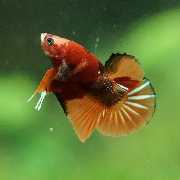 Multicolor/Galaxy Koi Plakat -10 weeks Old