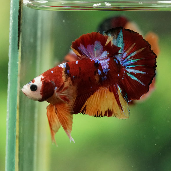 Multicolor/Galaxy Koi Plakat -16 weeks Old