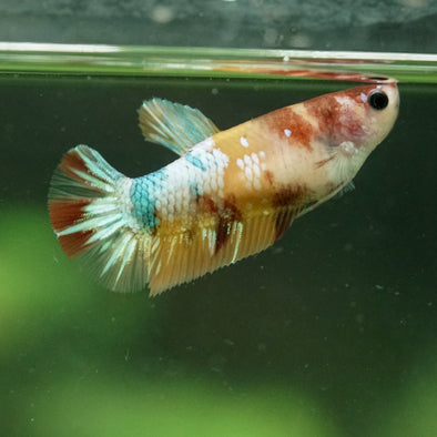 Multicolor/ Galaxy Koi Plakat- Female- 13 Weeks Old