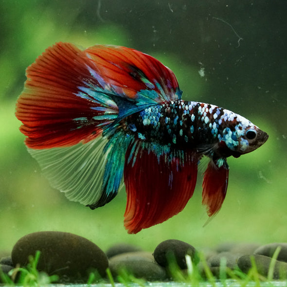 Black Base Galaxy Koi Halfmoon (Avatar) - 14 weeks old