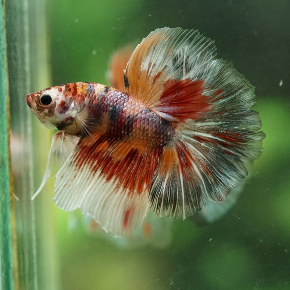 Galaxy/Candy Koi Halfmoon - 14 weeks old