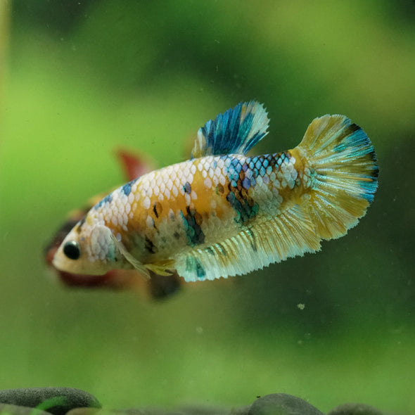 Multicolor/ Galaxy Koi Plakat- Female- 13 Weeks Old