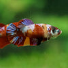 Multicolor/ Galaxy Koi Plakat- Female- 13 Weeks Old