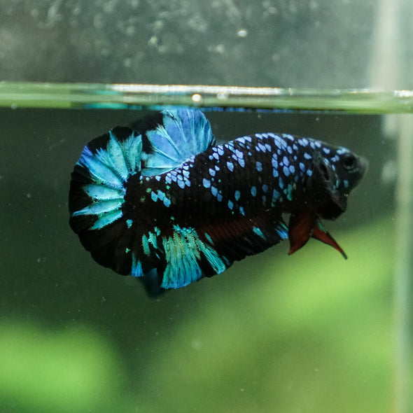 Black Koi Galaxy Plakat (Avatar) -13 weeks Old