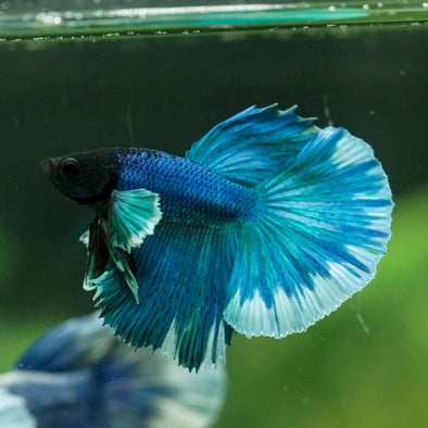 Dumbo Halfmoon - 11 weeks old