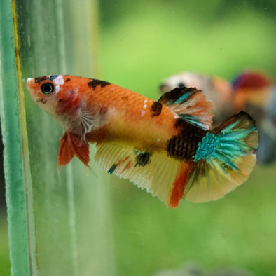 Multicolor/ Galaxy Koi Plakat- Female- 13 Weeks Old