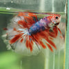Galaxy/Candy Koi Halfmoon - 14 weeks old