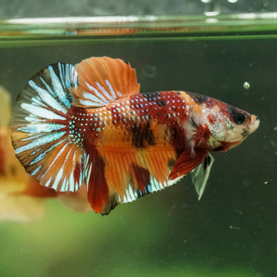 Multicolor/Galaxy Koi Plakat -16 weeks Old