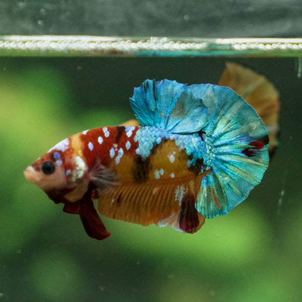 Multicolor/Galaxy Koi Plakat -13 weeks Old