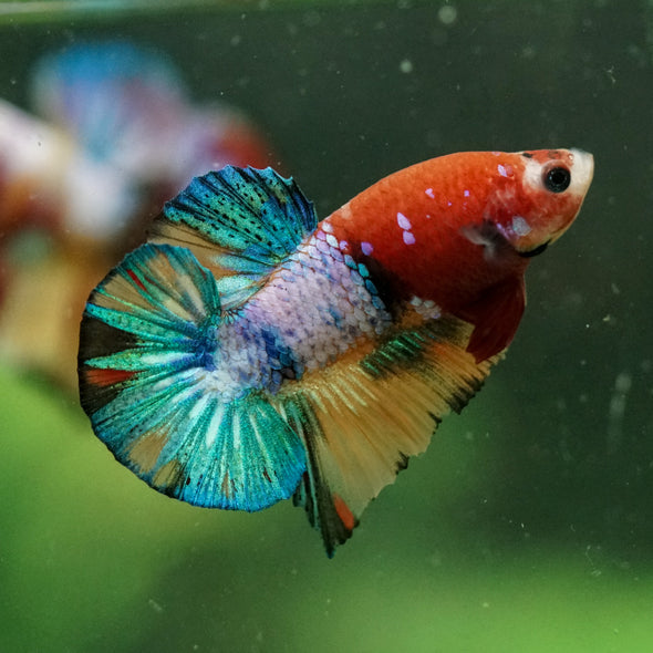 Multicolor/Galaxy Koi Plakat -10 weeks Old