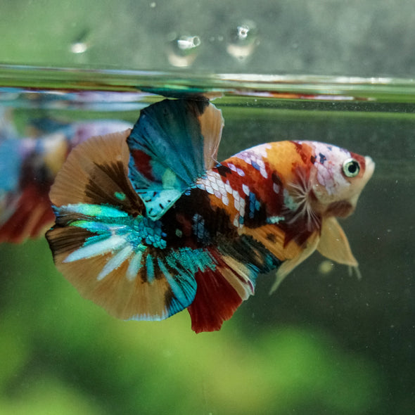 Multicolor/Galaxy Koi Plakat -16 weeks Old