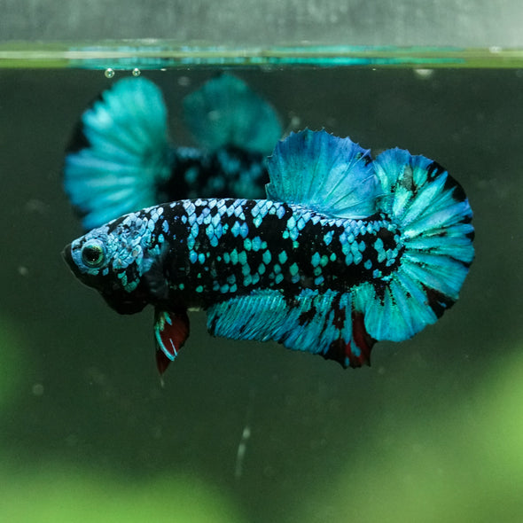 Black Koi Galaxy Plakat (Avatar) -10 weeks Old