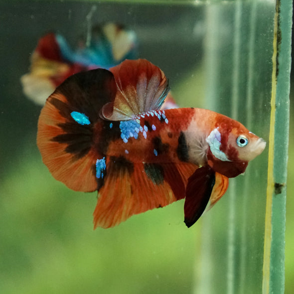 Multicolor/Galaxy Koi Plakat -13 weeks Old