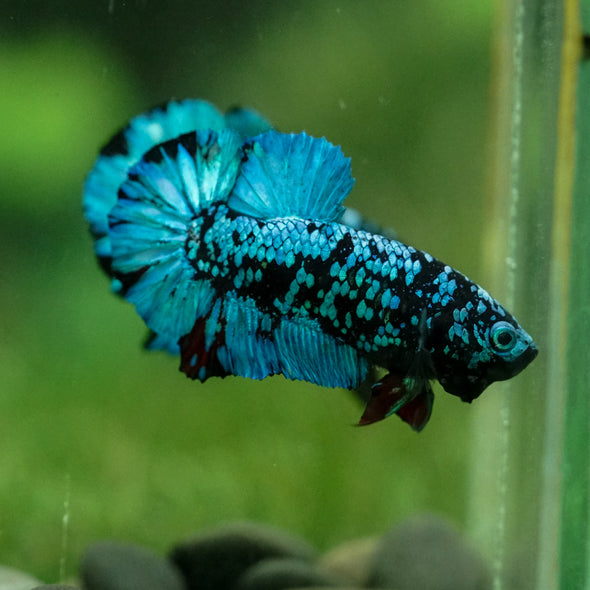 Black Koi Galaxy Plakat (Avatar) -10 weeks Old