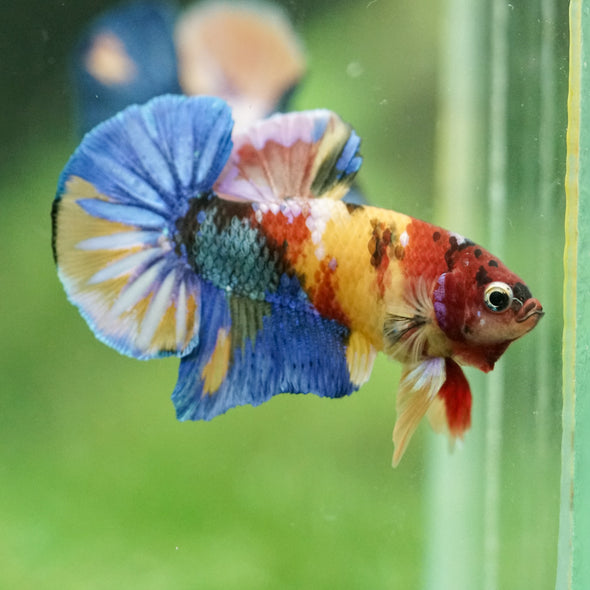 Multicolor/Galaxy Koi Plakat -16 weeks Old