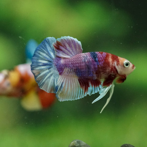 Multicolor/Galaxy Koi Plakat -10 weeks Old