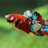 Multicolor/Galaxy Koi Plakat -16 weeks Old