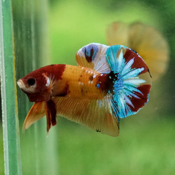 Multicolor/Galaxy Koi Plakat -13 weeks Old