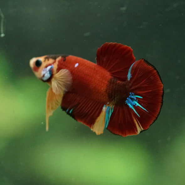 Multicolor/Galaxy Koi Plakat -16 weeks Old