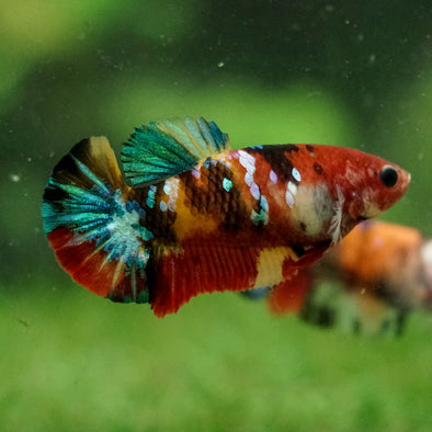 Multicolor/ Galaxy Koi Plakat- Female- 13 Weeks Old